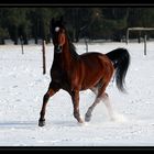 Eparol, the Arabian horse