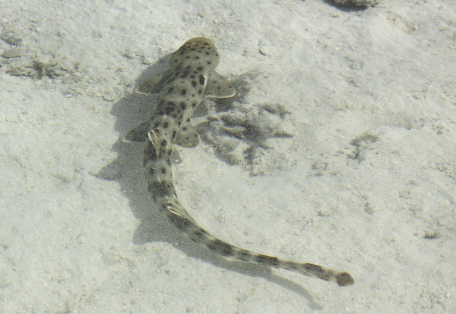 epaulette shark