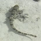 epaulette shark