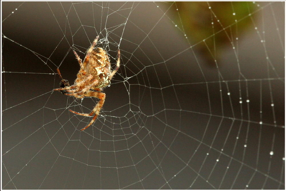 Epeire au jardin