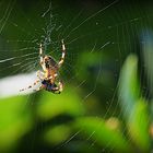 Epeire au jardin