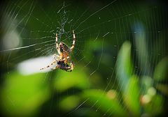 Epeire au jardin