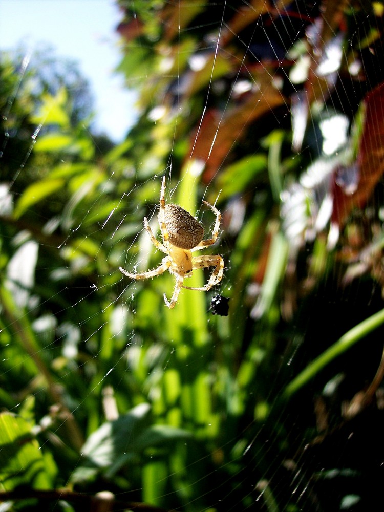 Epeire au soleil .