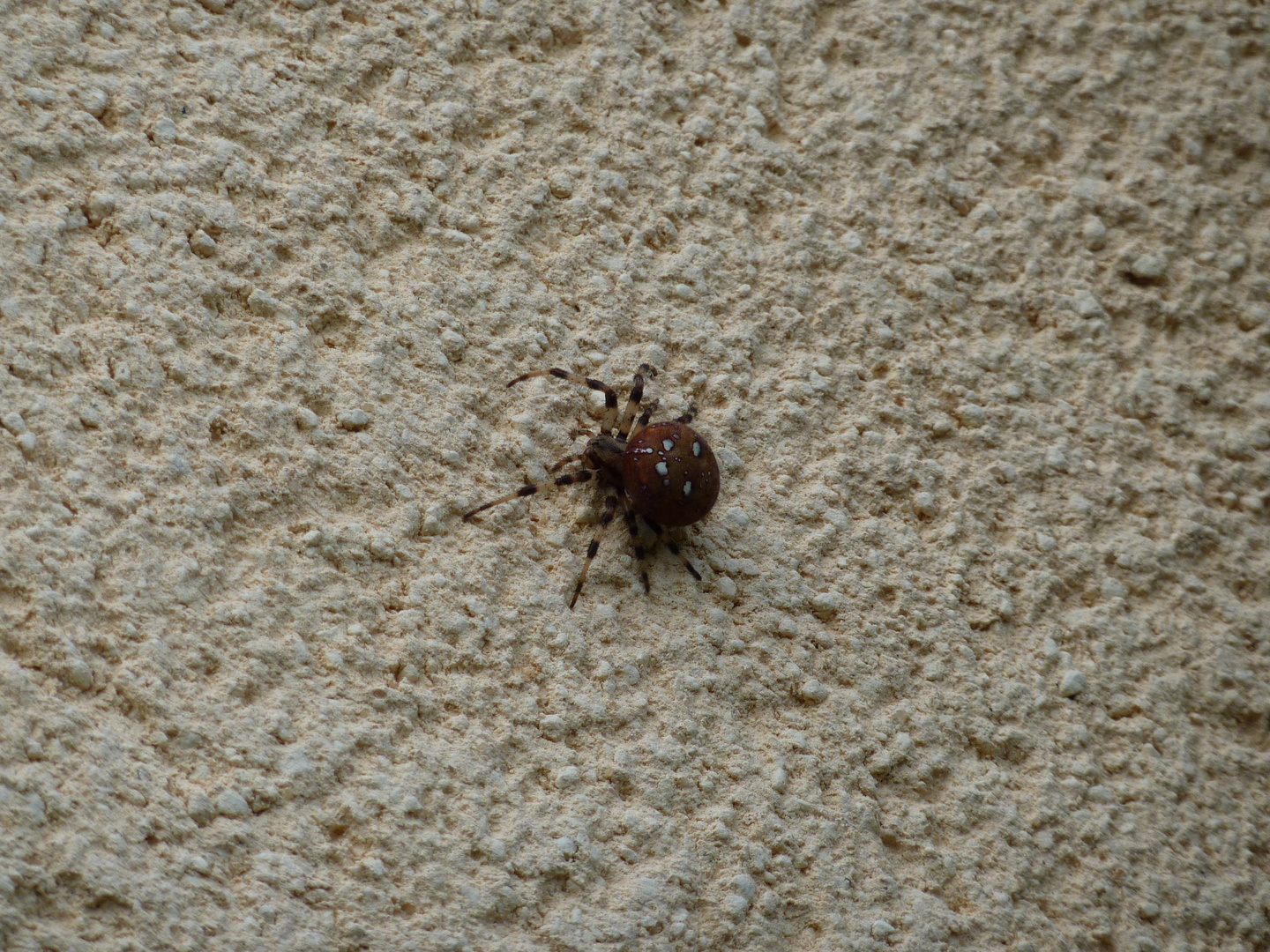 Epeire carrée Araneus quadratus