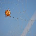 Epeire diadème-Araneus diadematus