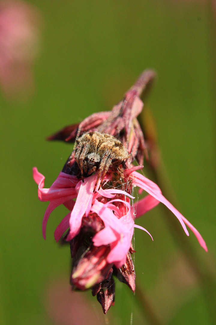 Epeire sur Lychnis