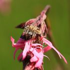 Epeire sur Lychnis