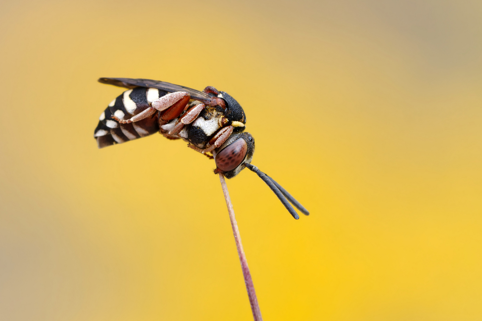 Epeolus variegatus (Gewöhnliche Filzbiene Apidae) 