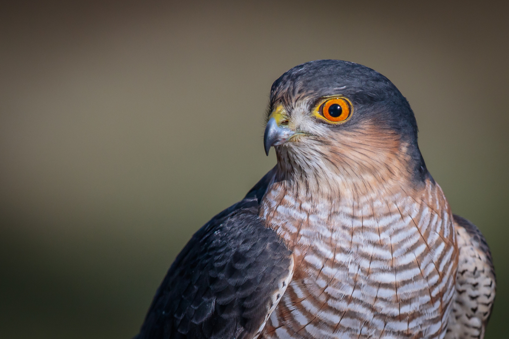 Epervier d'Europe photo et image | nature, animaux, oiseaux Images ...