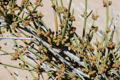 Ephedra