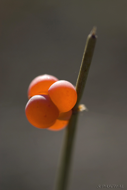 Ephedra distachya.