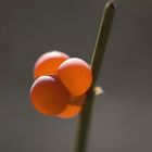 Ephedra distachya.