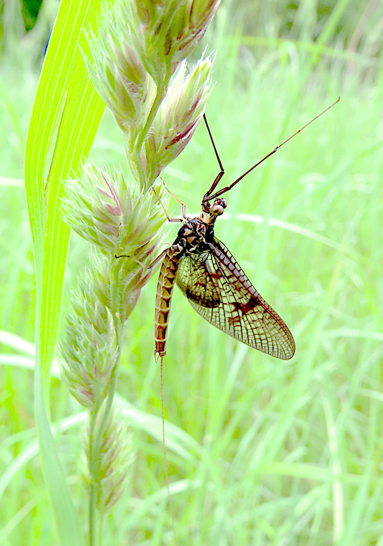 Ephemera danica (Dänische Eintagsfliege)