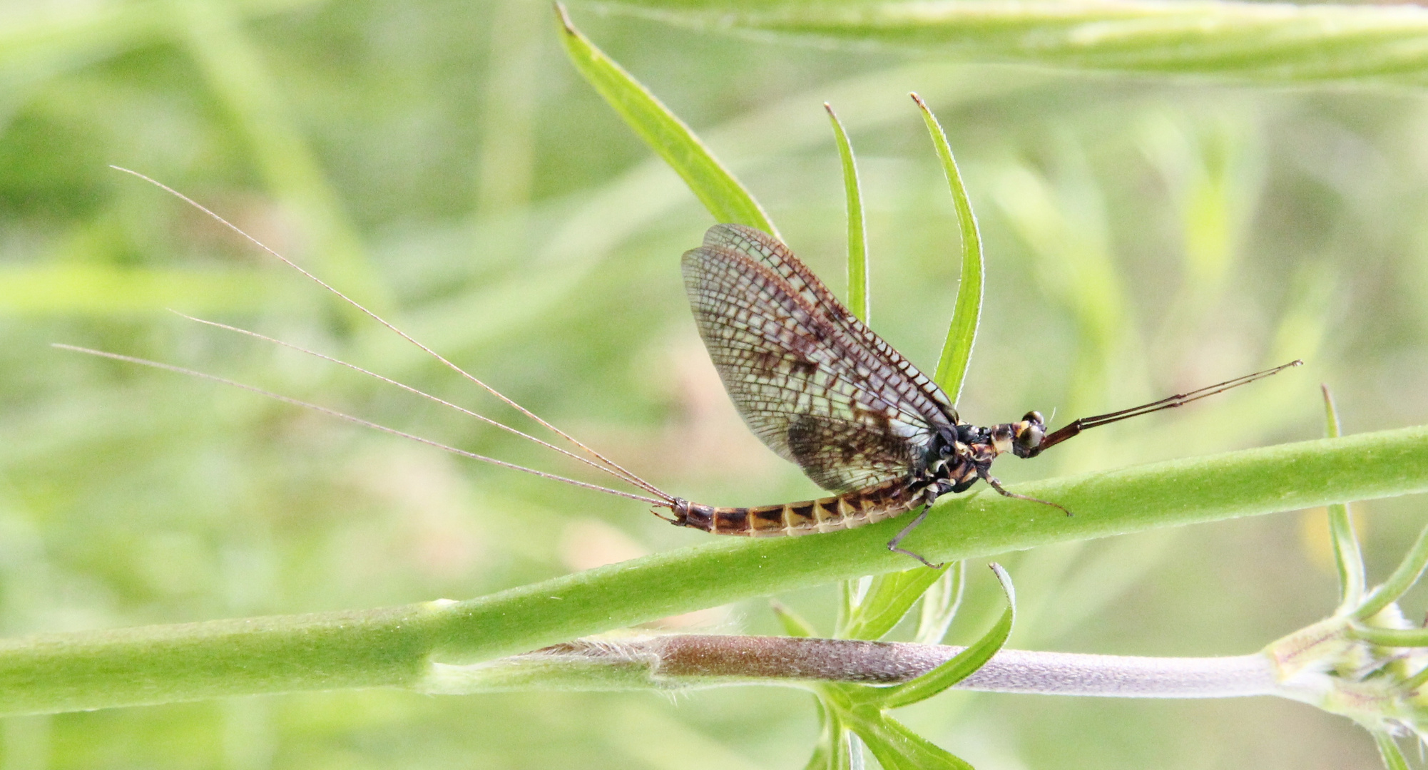 ephemera danica- Mouche de Mai