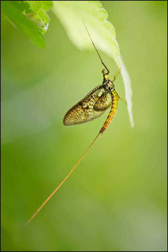 Ephemera vulgata