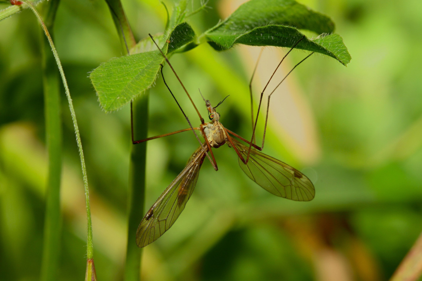 ephemera vulgata