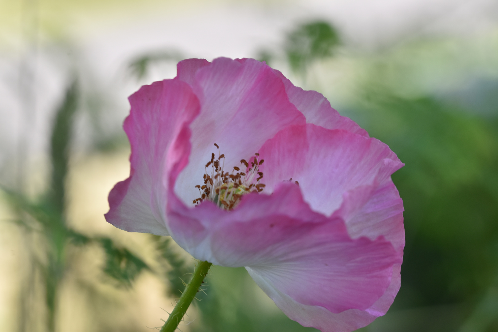 Ephémère, Fragile et Gracile