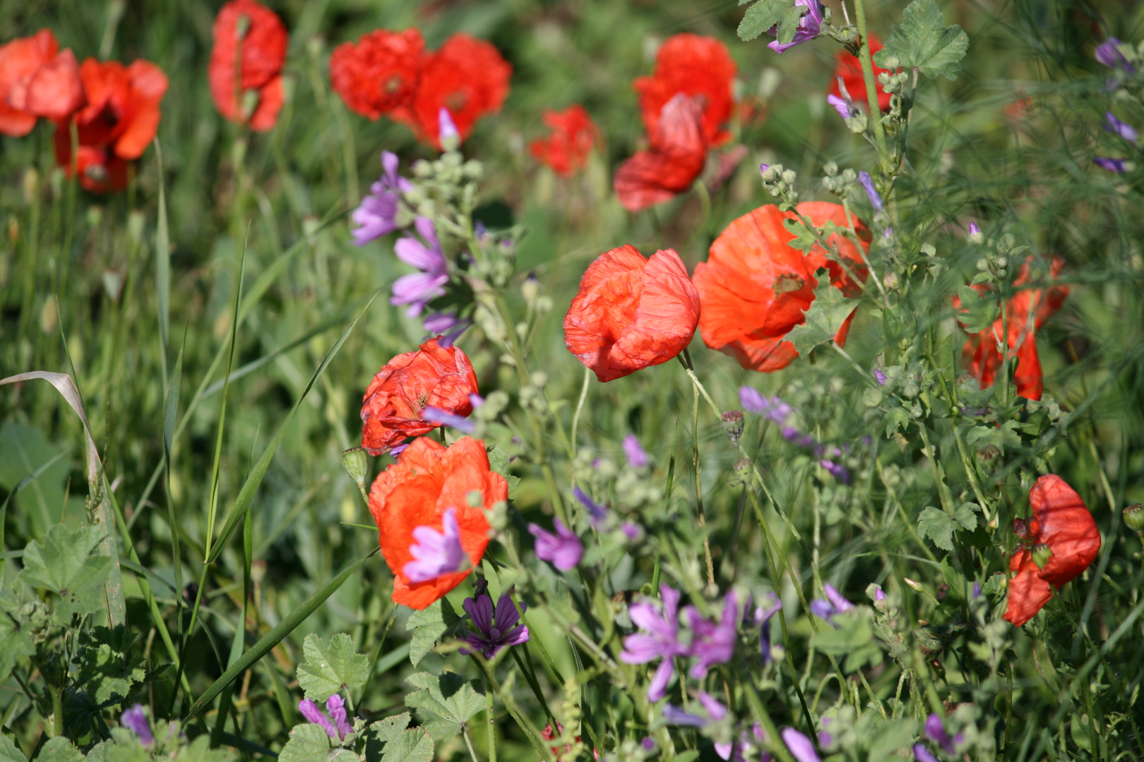 éphémères coquelicots