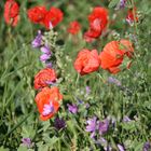 éphémères coquelicots