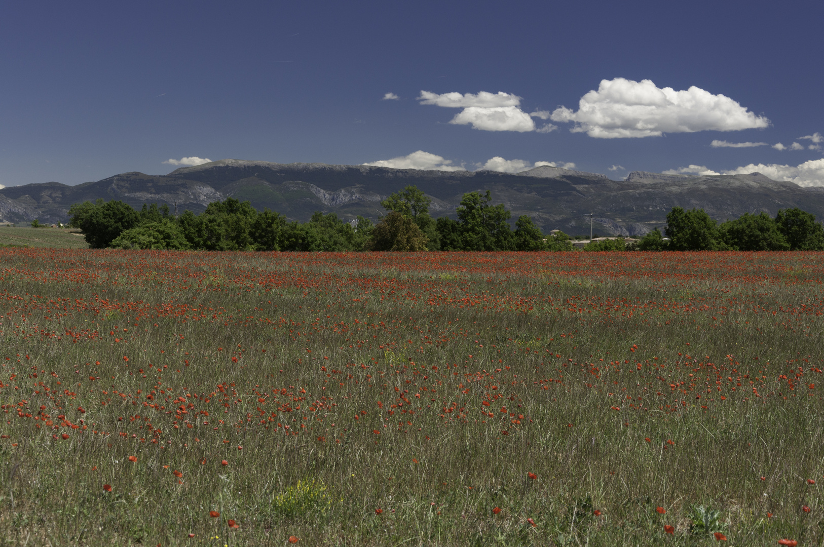 Ephémères coquelicots