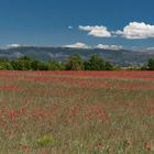 Ephémères coquelicots