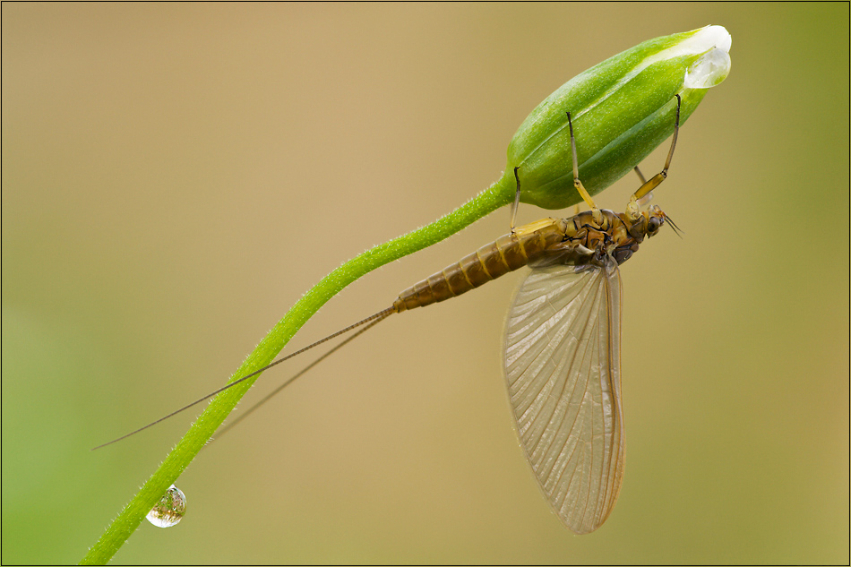 Ephemeroptera