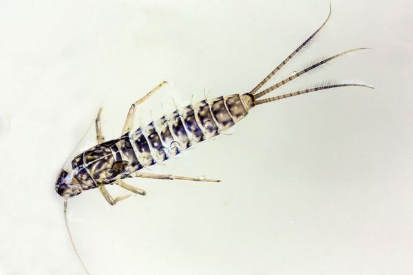 Ephemeroptera (leere Hülle)