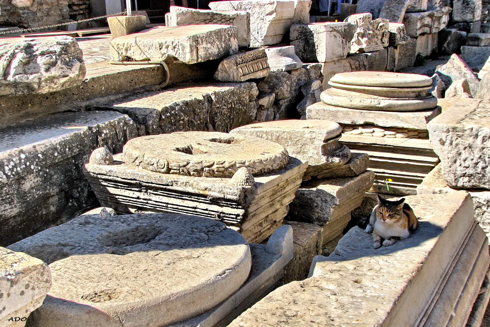 Ephesus Cat