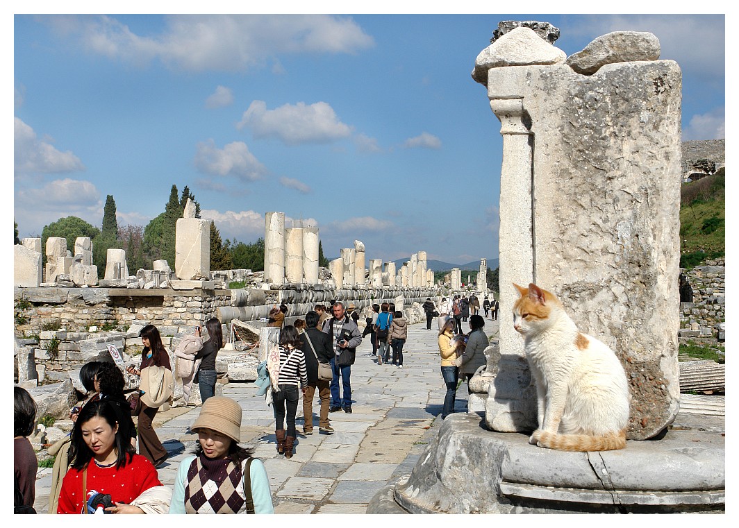 Ephesus Katze