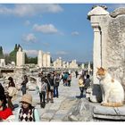 Ephesus Katze