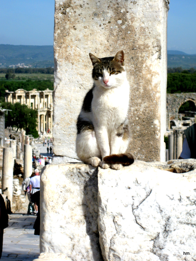 Ephesus- Museumskatze