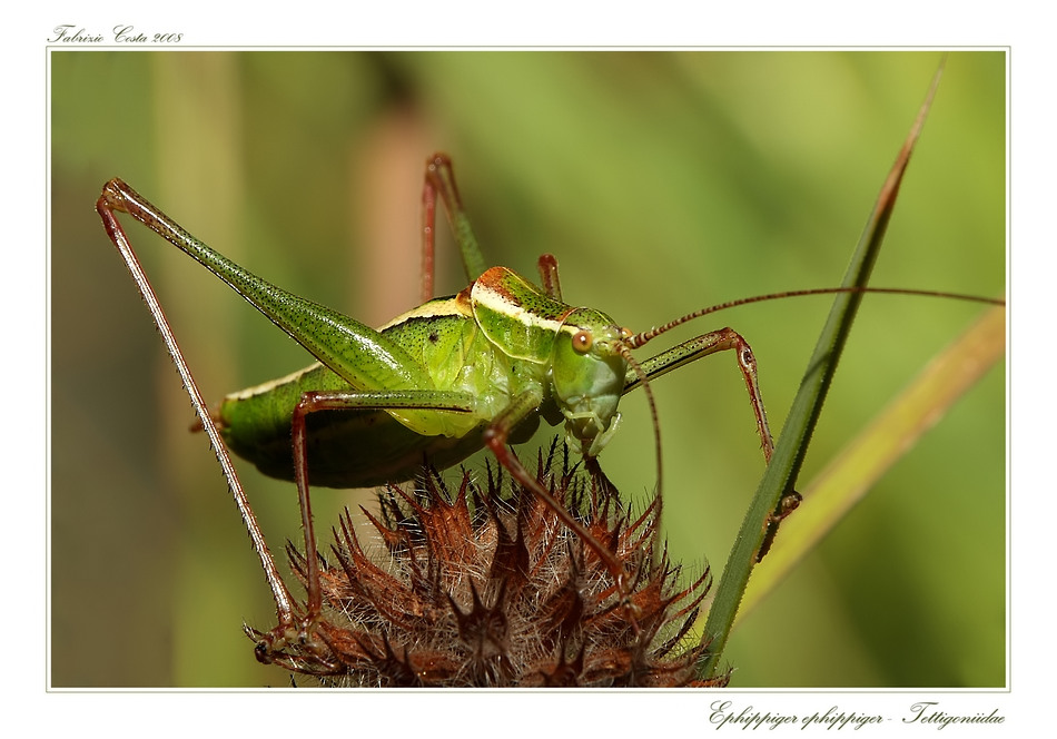 Ephippiger ephippiger - Tettigoniidae