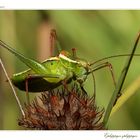 Ephippiger ephippiger - Tettigoniidae