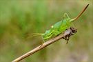 Orthoptera