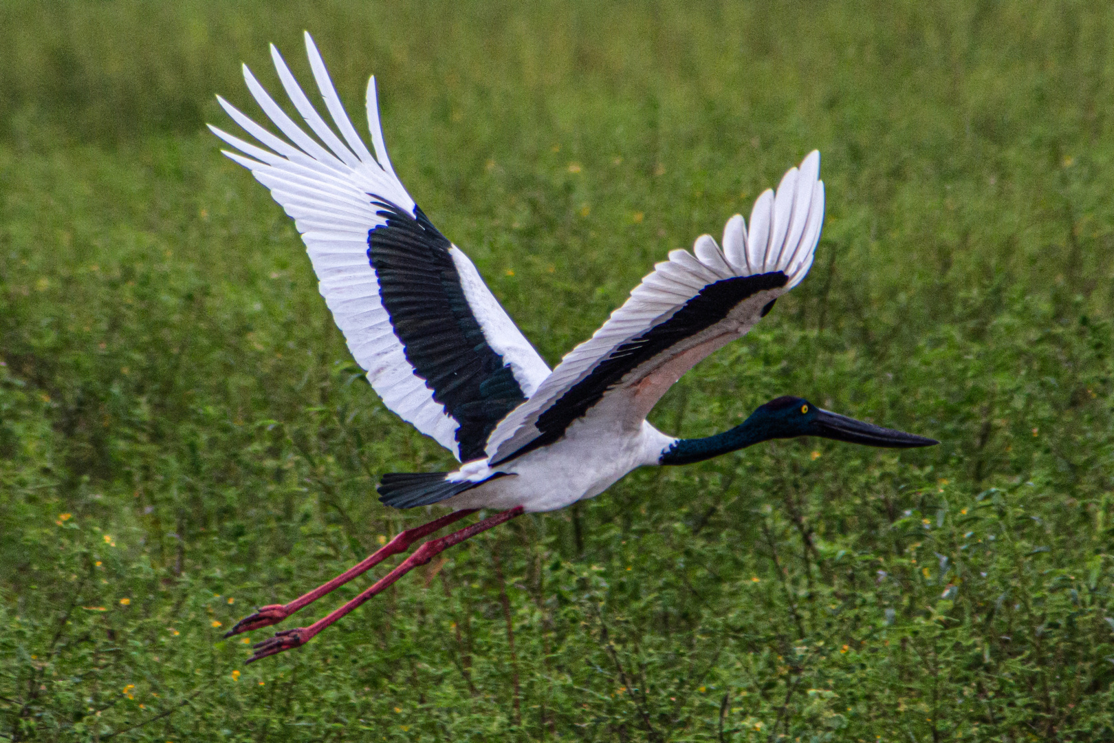 Ephippiorhynchus asiaticus