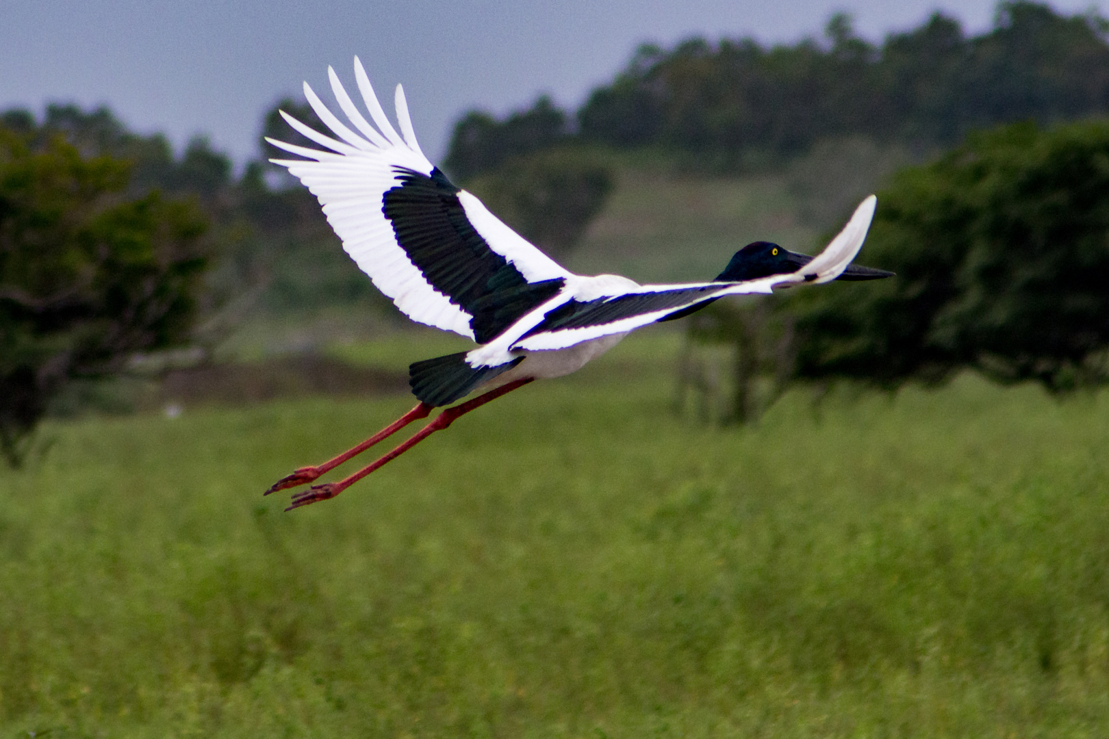 Ephippiorhynchus asiaticus