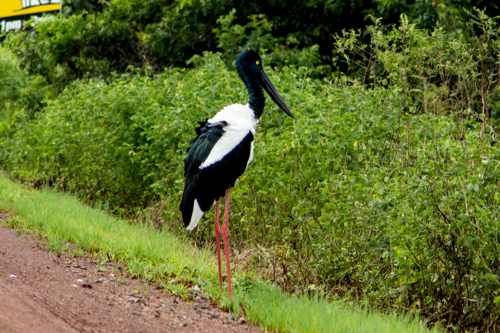 Ephippiorhynchus asiaticus II