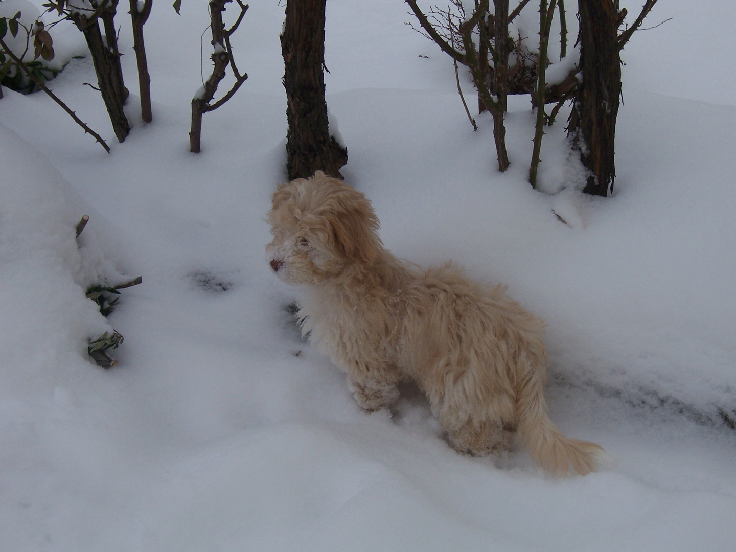 Ephy sous la neige