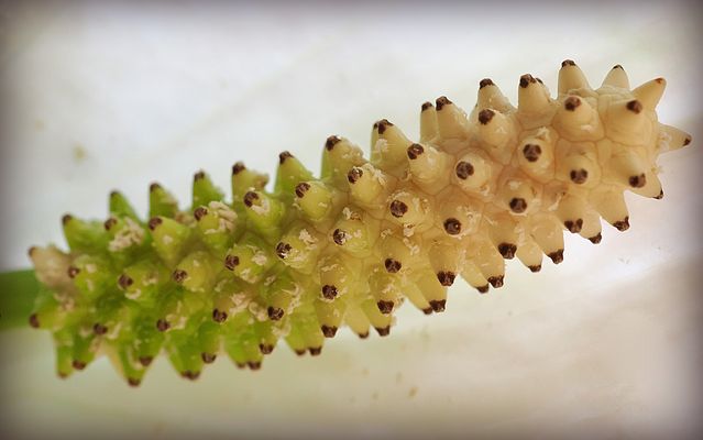 Epi de spathiphyllum recouvert de pollen