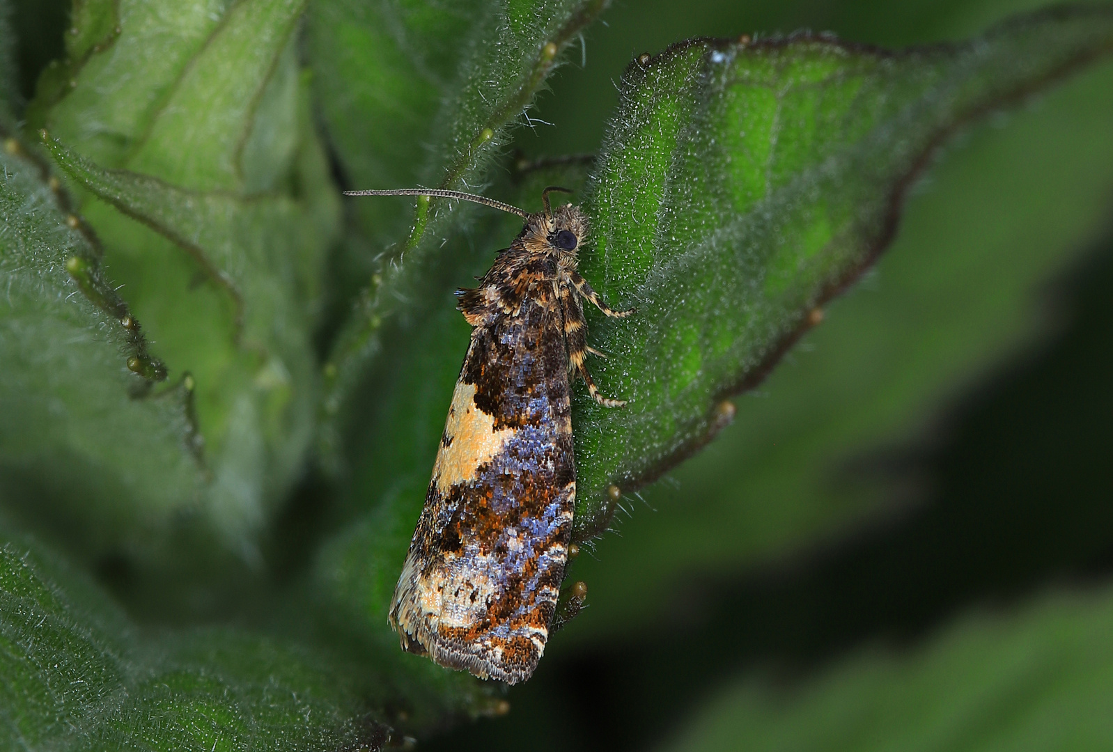 Epiblema sticticana, ein kleiner Nachtfalter aus der Familie der Tortricidae