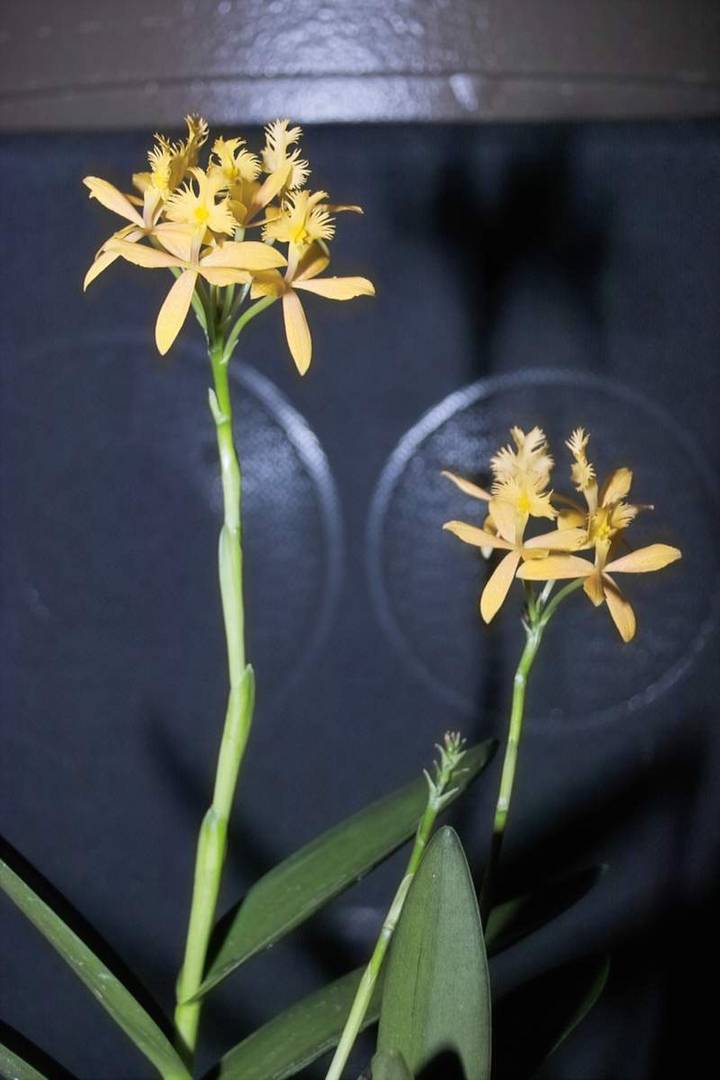 Epidendrium