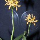 Epidendrium