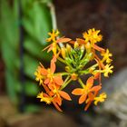 Epidendrum