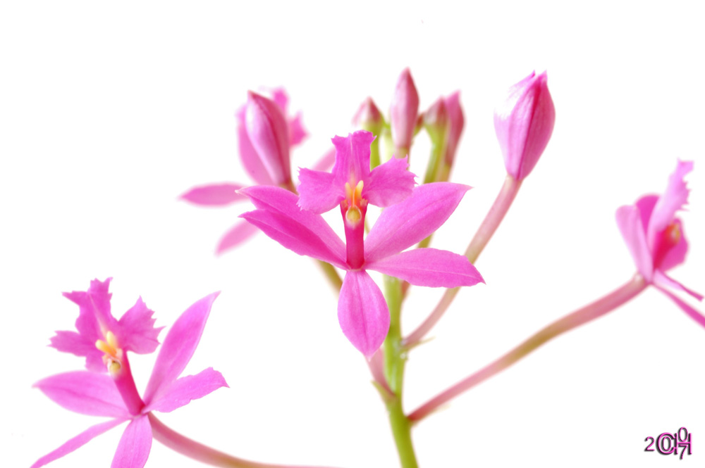 Epidendrum