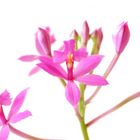 Epidendrum