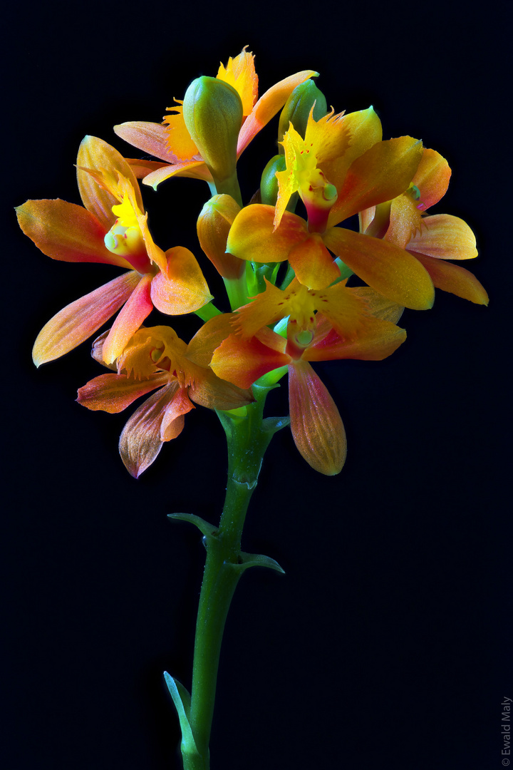 Epidendrum