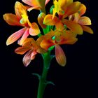 Epidendrum