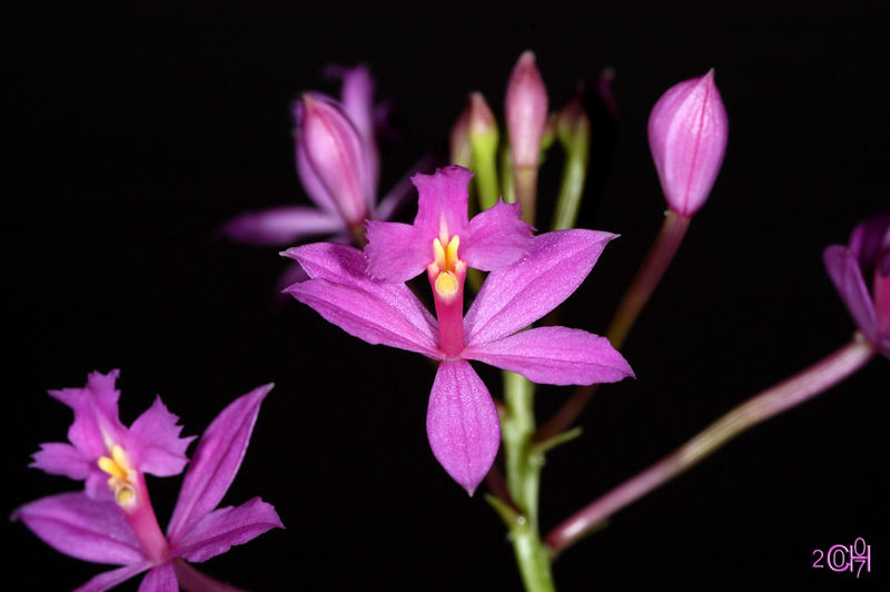 Epidendrum