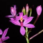 Epidendrum