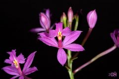 Epidendrum